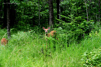bambi-PVH