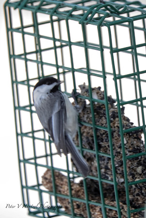 Black-capped Chickadee-soft light