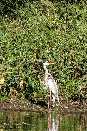 Great Blue Heron in pond-PVH