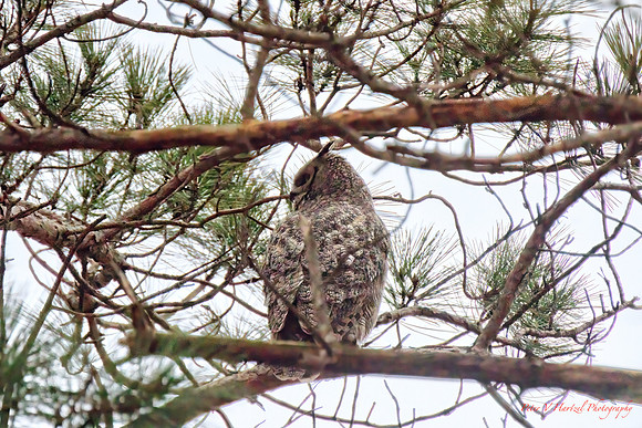 Horned Owl-perched Lake Elmo- soft light