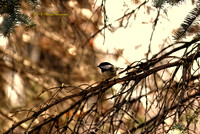 Chickdee Pearched in a tree-_PVH