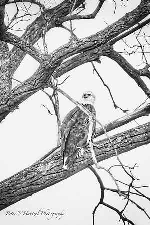 Bald Eagle, smooth light-Black and white ash-PVH