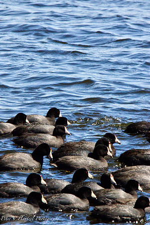 Couple of coots