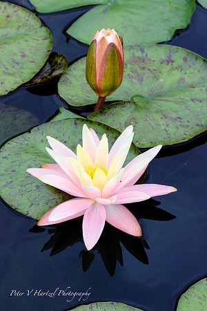 Water Lily-Soft  Light -PVHjpg