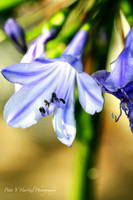 blue-topaz-PVH