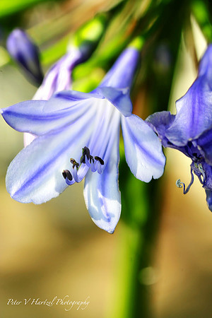 blue-topaz-PVH