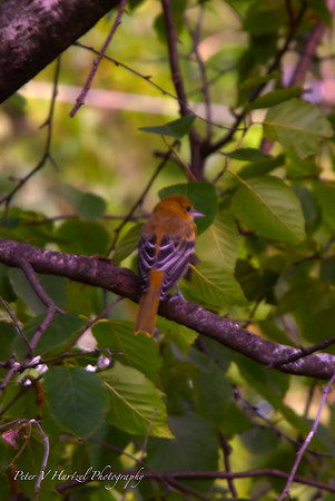 Baby Oriole