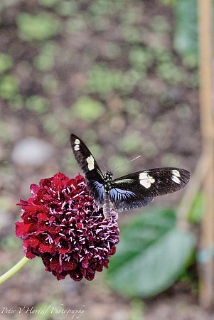 Blue and Blue butterfly