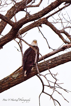 Eagle Eye -PVH