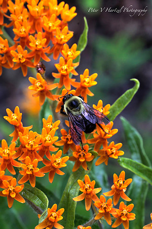 Bumblebee on Milkweed plant-PVH