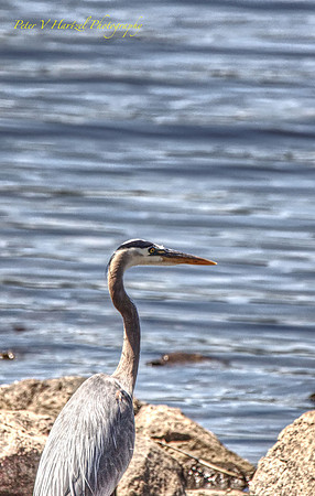 Blue Heron -PVH