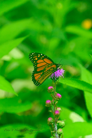 Butterfly Beauty-the monarch