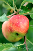Becky's Apple -PVH
