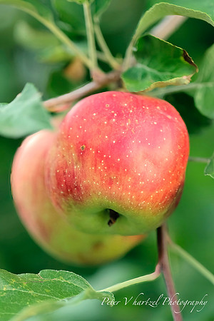 Becky's Apple -PVH