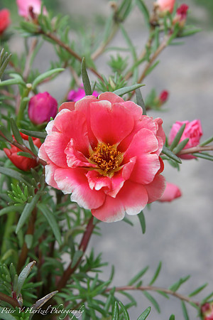 Pink Flower in the pine tree-PVH