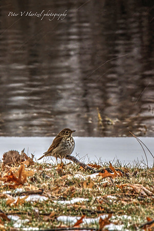Sparrow playing in the snow PVH