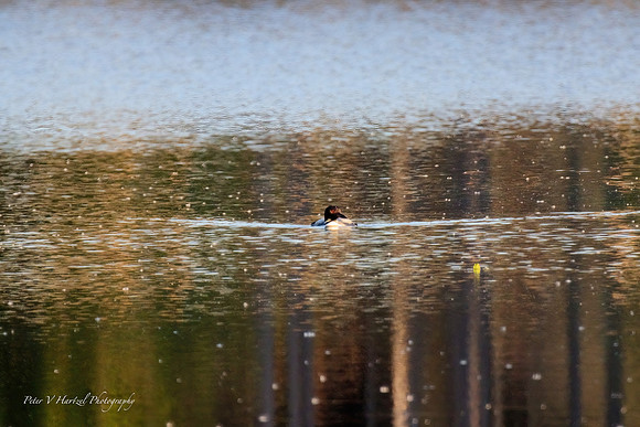 Loon coming to shore