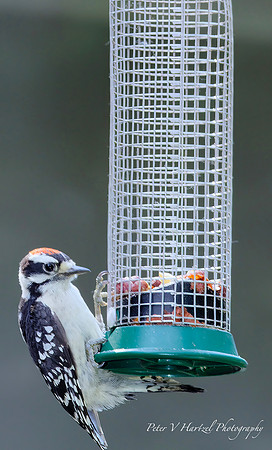 Downy Woodpecker on the feeder-soft light-PVH