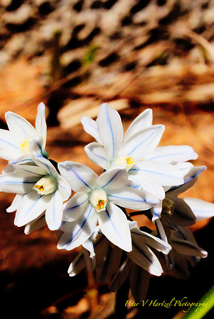 White blue flowers
