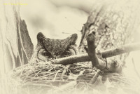 Great Horned Owl-protecting the nest old style PVH
