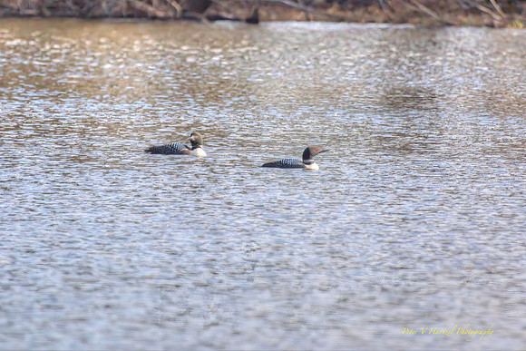 Loons on the Pond-golden hour is vivd light-PVH