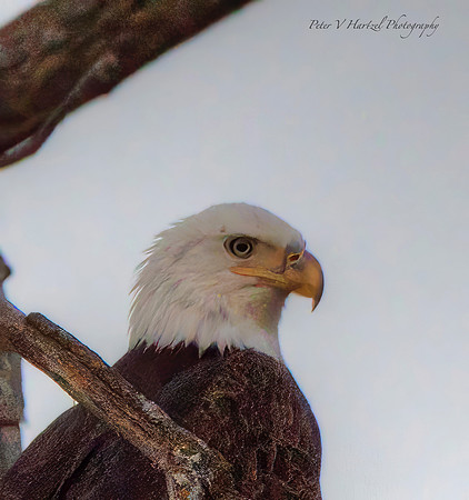 Thunderous Eagle head-PVH