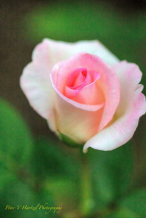 Pink Rose