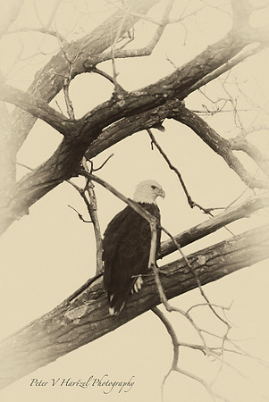 The Face of Freedom-PVH