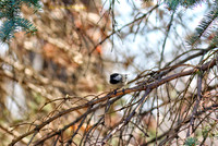 Chickadee preparing for flight-PVH