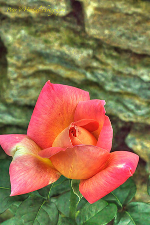 Peach Garden rose-painted
