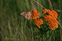 Monarch Butterfly in praire grass