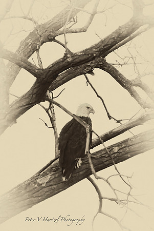 The Face of Freedom- old style-PVHjpg