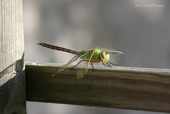 Green Dragonfly_PVH