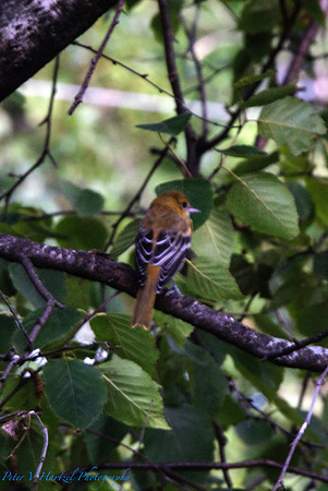 Female Baltimore Oriole