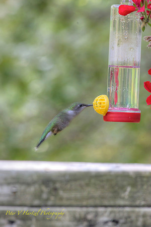 Hummingbird in soft light-PVH