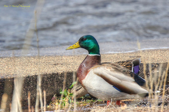 Hudson Mallard