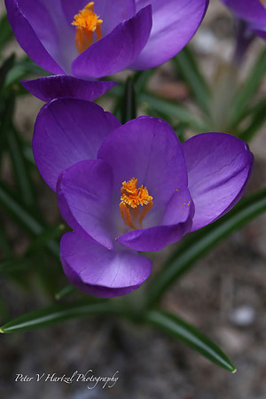 Purple crocus-PVH