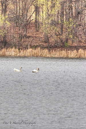 Trumpeter Swans-Lake Elmo