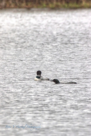 Loon Mates