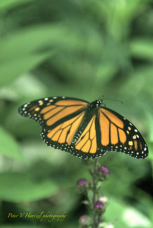 Butterfly beauty- the Monarch preparing for flight