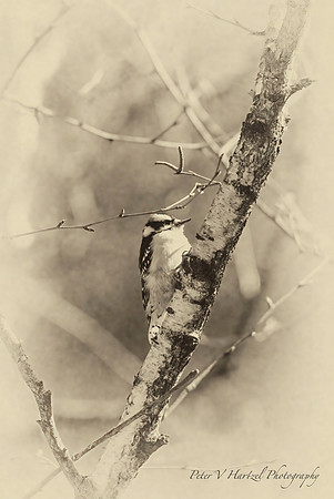 Perched Hairy woodpecker-old style