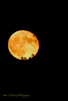 Harvest Moon, just over the horzion