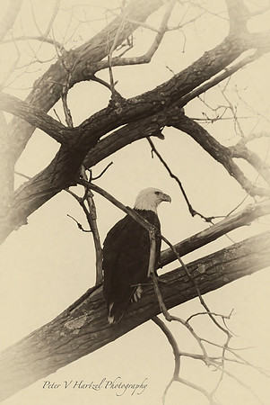 Majestic freedom -old style
