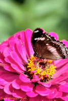 Brown Butterfly on Pink flower-PVH