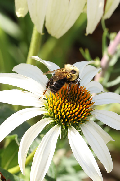 Busy as a Bee-Pollenating a daisy PVH