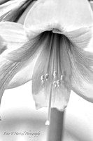 Amaryllis-B+W