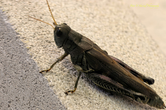 Grasshopper cooling in the shade-PVH