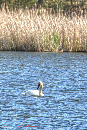 Trumpeter Swan@Lake elmo
