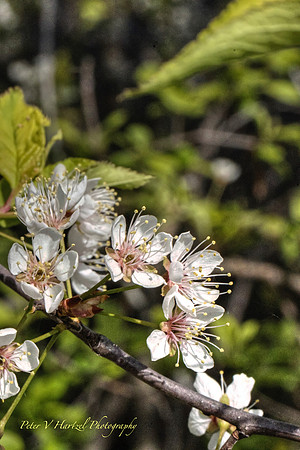 White Spring flowers