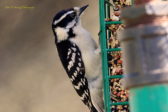 Downy Woodpecker-soft light